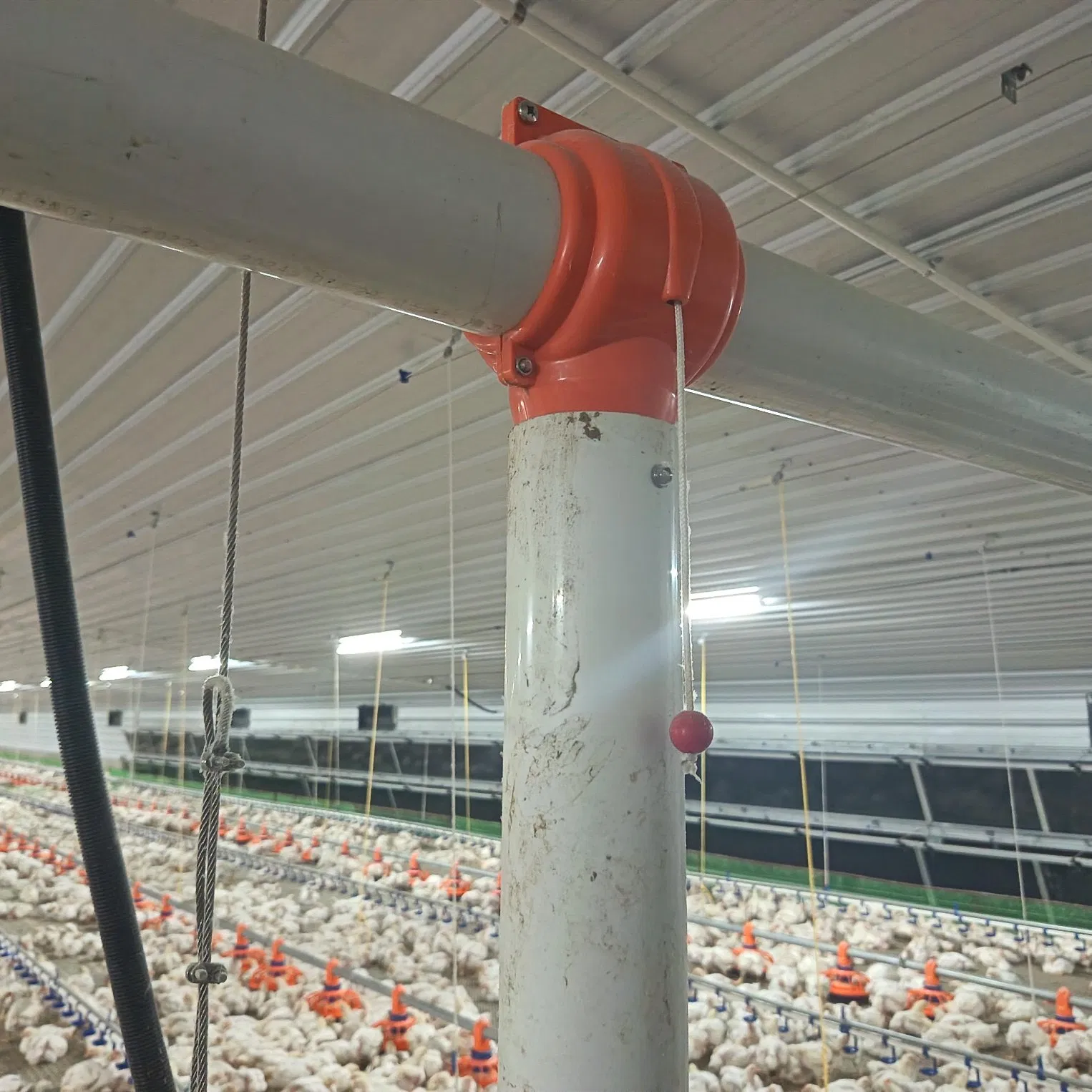 Compact Efficient Fill System Equipment Lightweight Construction Fast Setup Durable Material User-Friendly Operation Ideal for Layer Farms