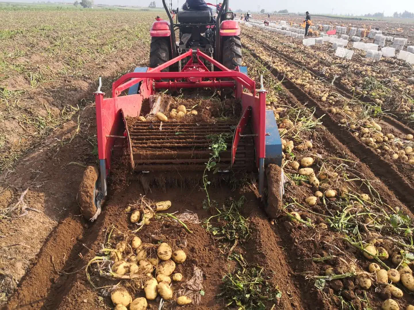 Agricultural Machinery Reliable Potato Harvesting Machinery for Year Round Farm Use Potato Harvesting for Tractor Wholesales Vegetable Digger