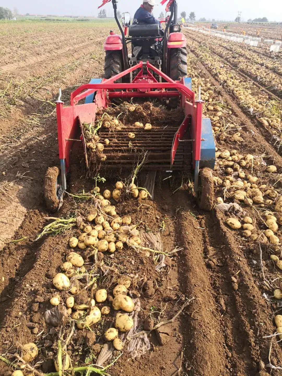 Agricultural Machinery Reliable Potato Harvesting Machinery for Year Round Farm Use Potato Harvesting for Tractor Wholesales Vegetable Digger