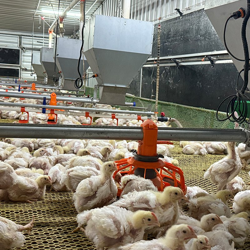 Reliable Compact Fill System Equipment Sturdy Construction Low Maintenance Smooth Material Transport Easy Operation Ideal for Chicken Farms