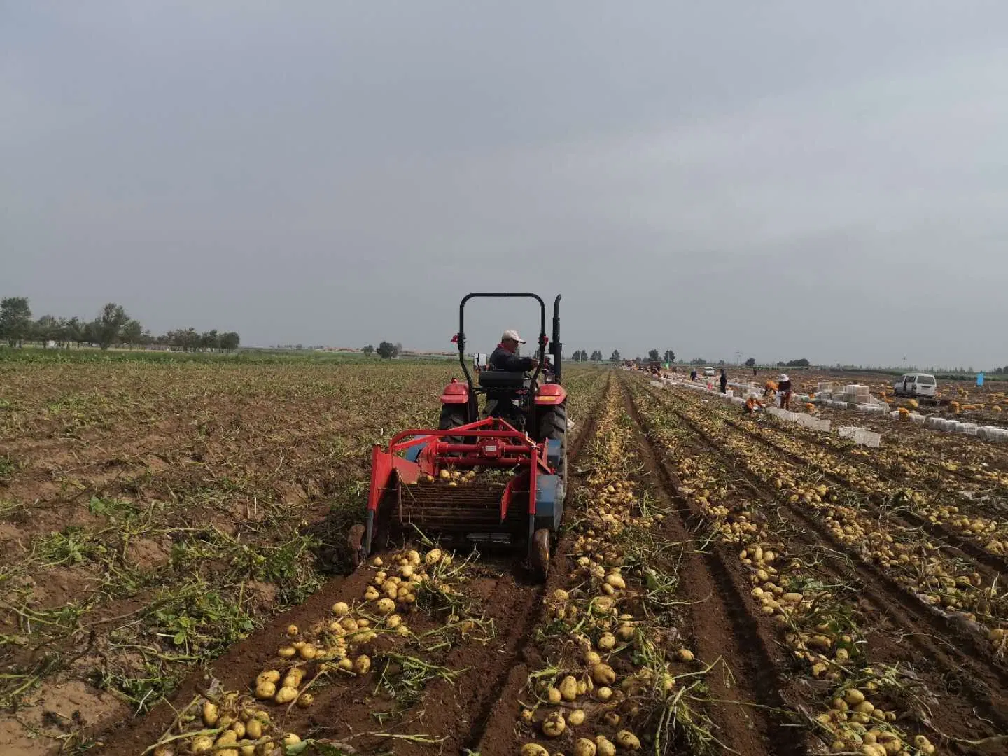 Agricultural Machinery Reliable Potato Harvesting Machinery for Year Round Farm Use Potato Harvesting for Tractor Wholesales Vegetable Digger