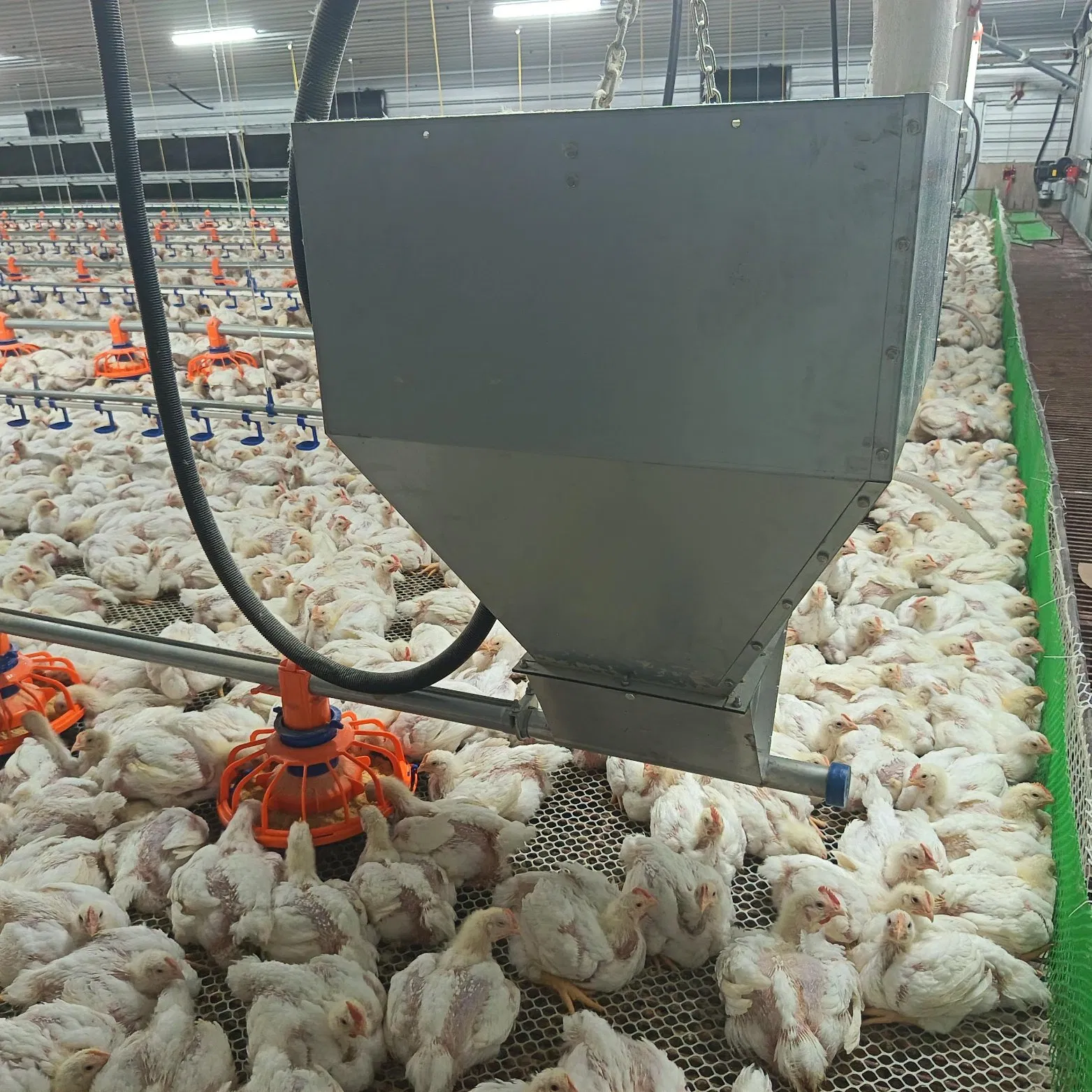 Superior Compact Fill System Equipment Quick Setup Durable Construction Low Noise Adjustable Feeding Flow Ideal for Layer and Broiler Farms