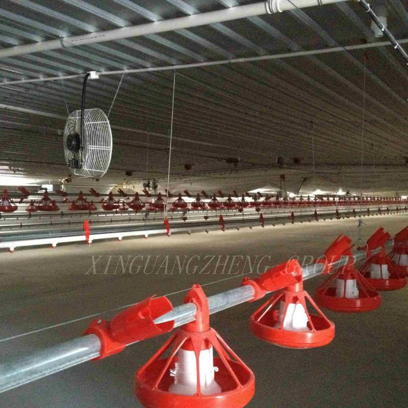 Broiler Chicken Farming House and Equipment