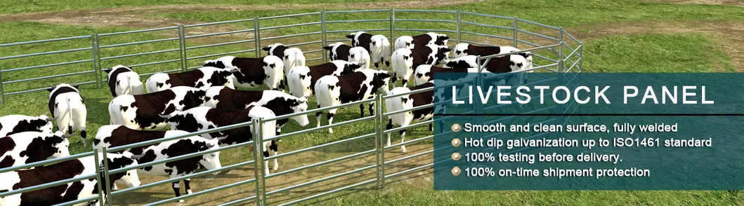 Cattle Cow Head Lock