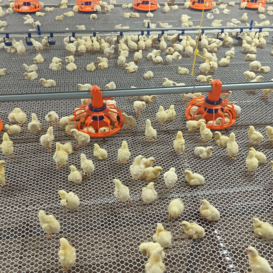 Automatic Feeding and Watering Poultry Equipment Offering Easy Assembly Low Total Price Factory Direct and Turnkey Construction