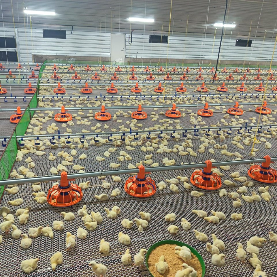 Automatic Feeding and Watering Poultry Equipment Offering Easy Assembly Low Total Price Factory Direct and Turnkey Construction