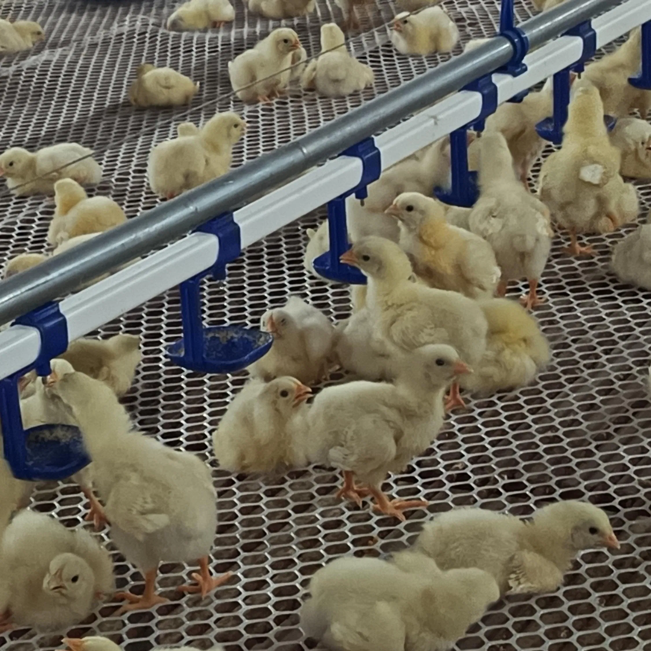 Automatic Feeding and Watering Poultry Equipment Offering Easy Assembly Low Total Price Factory Direct and Turnkey Construction