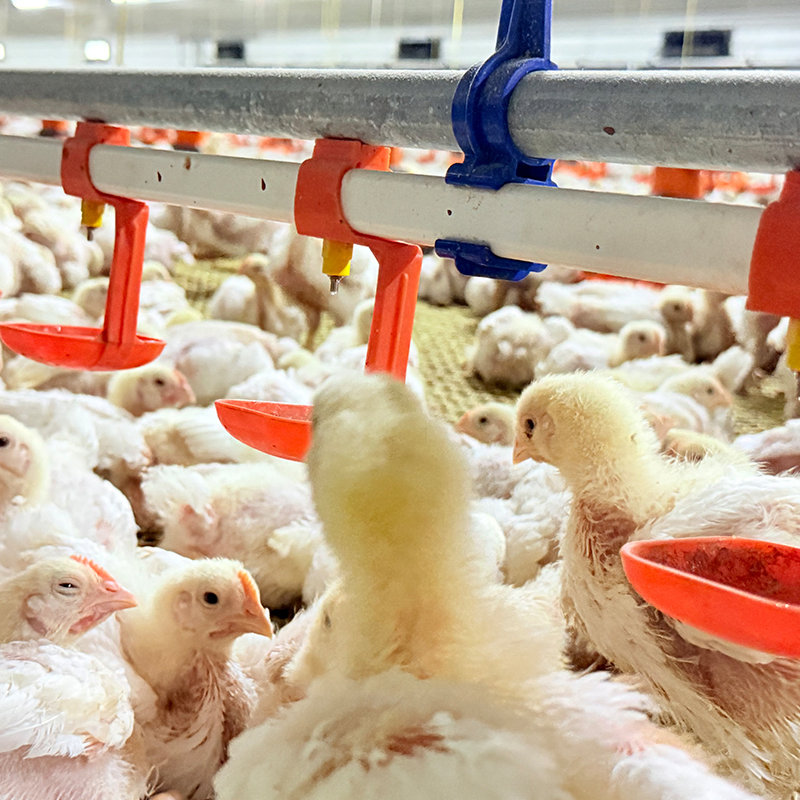 Efficient Chicken House Equipment with Low Labor Requirement Short Construction Time Energy Saving and High Economic Benefits