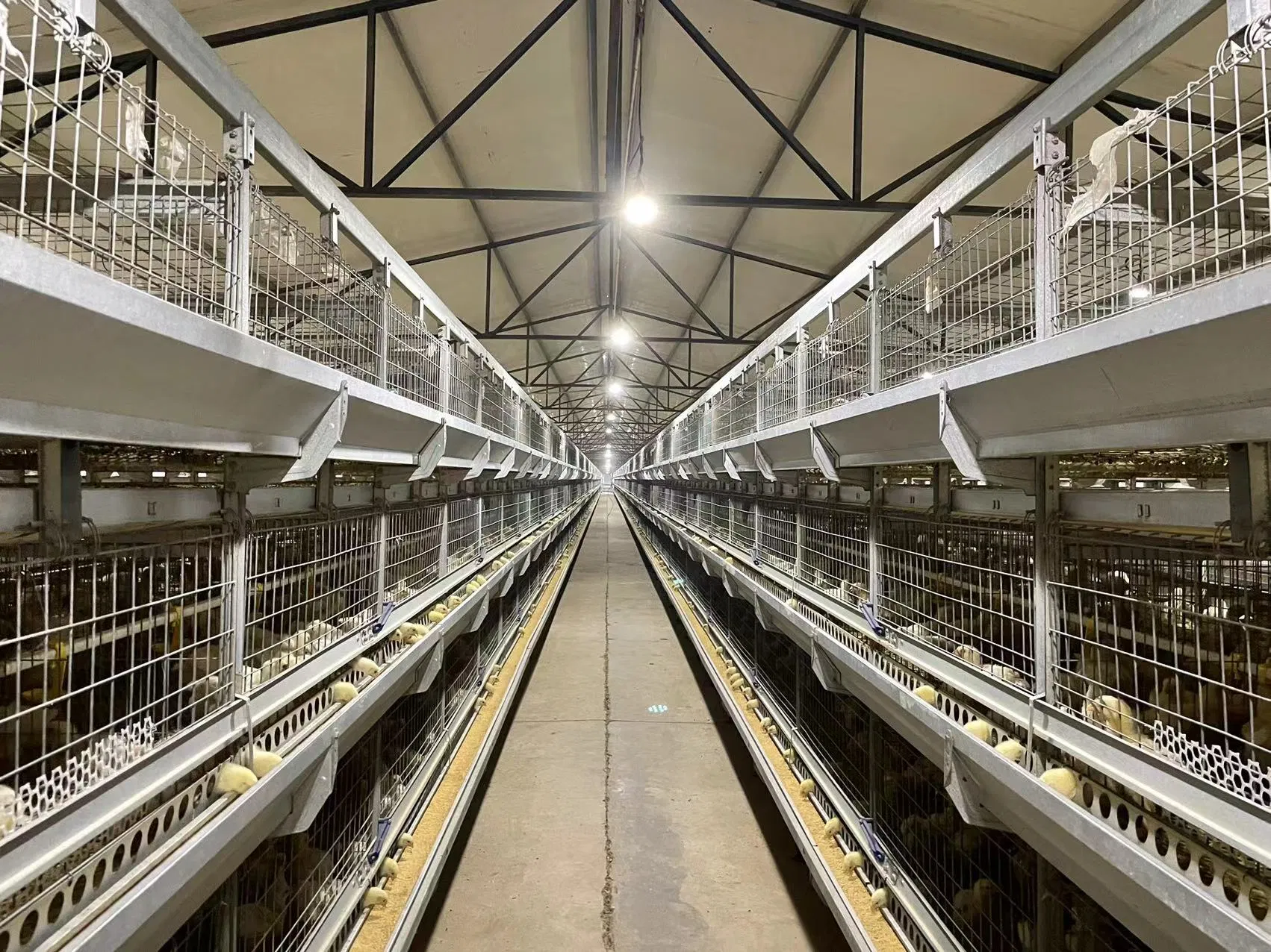 Safe Lighting Dimmable DC36V LED Poultry Light Bulb for Chicken Farm