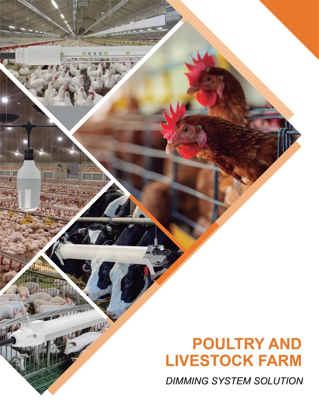 Poultry Lighting Application Guide