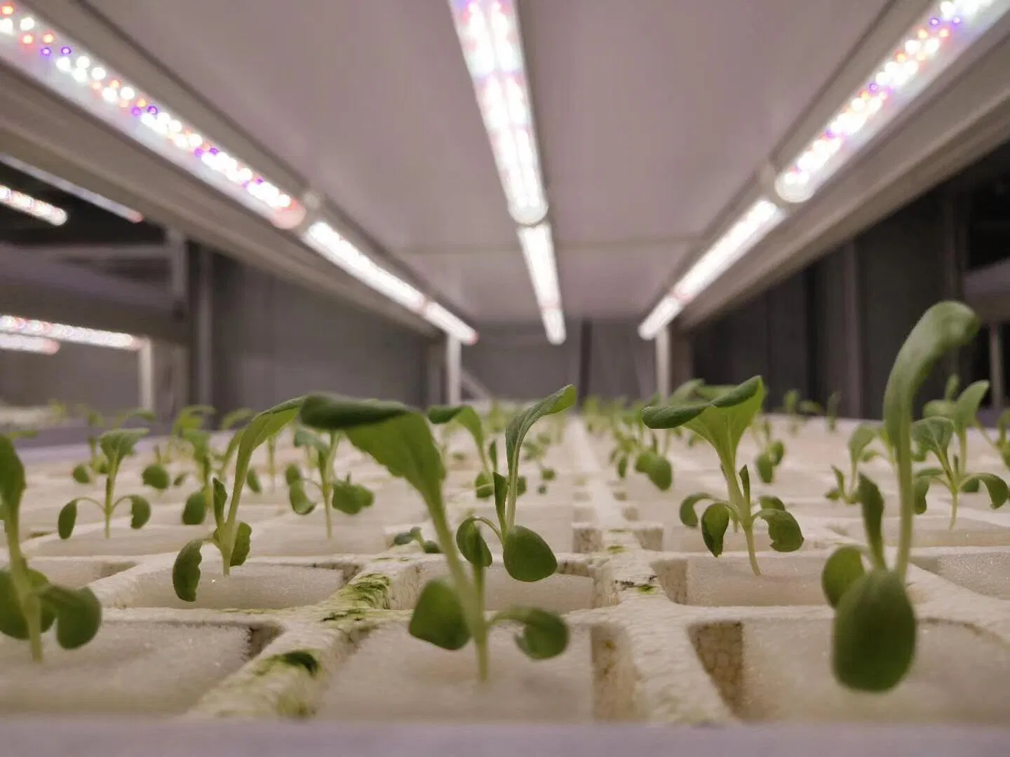 Greenhouse Grow Lamp COB Horticulture Hydroponic Light for Indoor Plant Full Spectrum LED Grow Lights Bar Hydroponic Growing LED Light with Frame