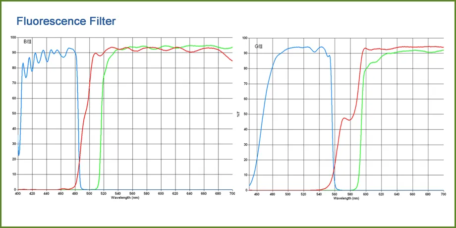 Microscope Optical View