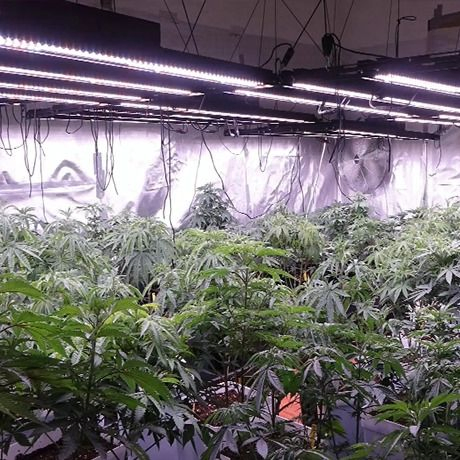 Full-Cycle Plant LED QS Suppliers UVB Growing Herbs with Horticulture Lighting Grow Lights UVB Small LED with Evo (CE)