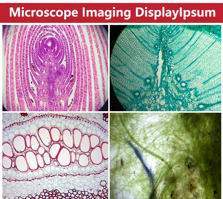 Microscope Imaging Sample