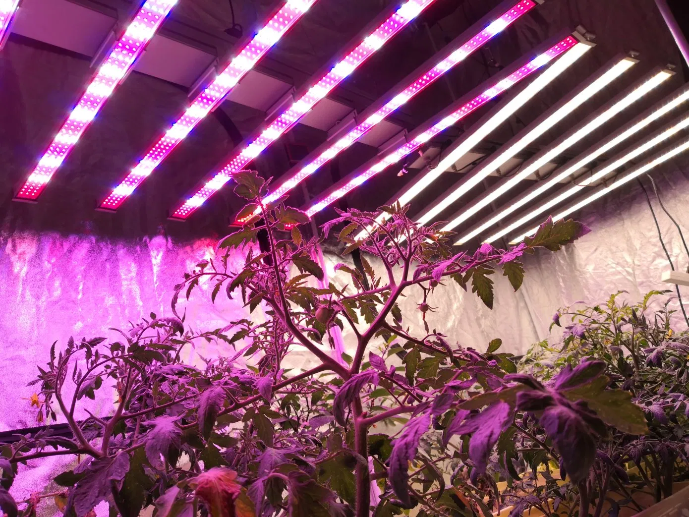 Horticulture Lighting 400W/600W/800W/1000W Full Spectrum LED Grow Light