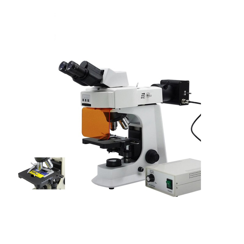 Biological Binocular Fluorescence Microscope with 5W LED Lamp Fluorescent Illumnation Unit