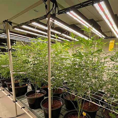 Full-Cycle Plant LED QS Suppliers UVB Growing Herbs with Horticulture Lighting Grow Lights UVB Small LED with Evo (CE)