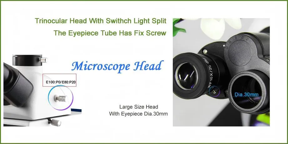 Fluorescence Microscope Detail