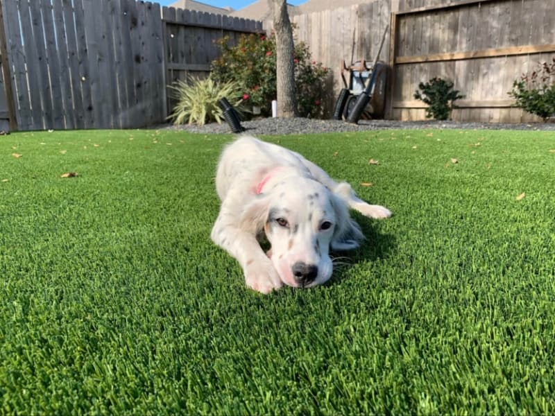 Artificial Turf for Pet