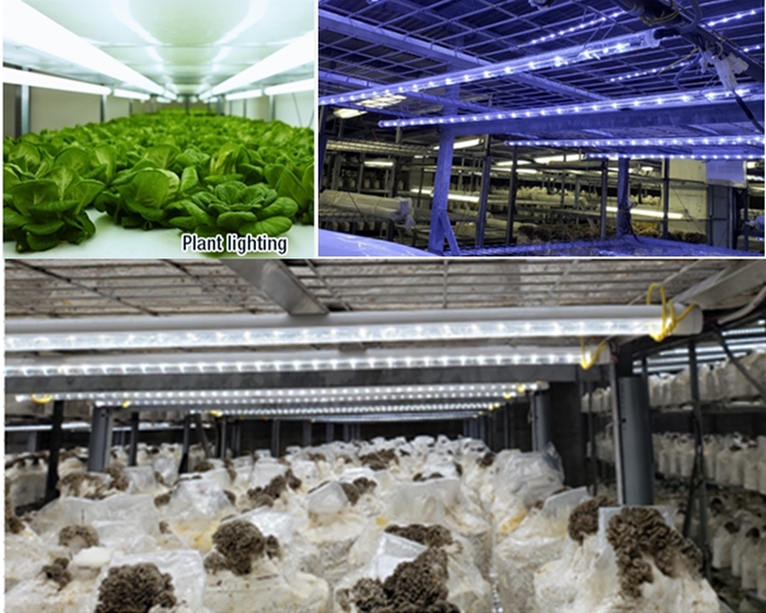 T8 LED Tube Grow Light Application in Hydroponics Greenhouse