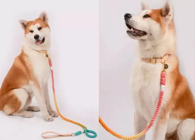 Coleira de Cão Detalhe 3