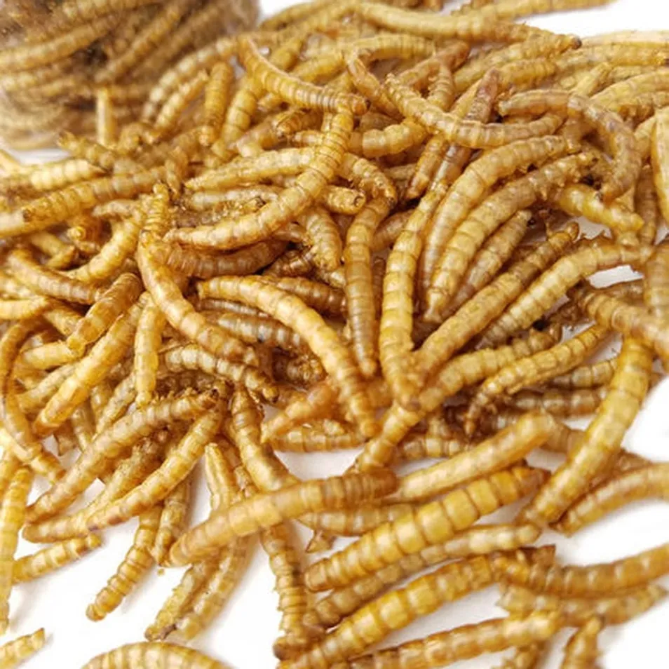 Larvas de Mosca Soldado Negras Secas