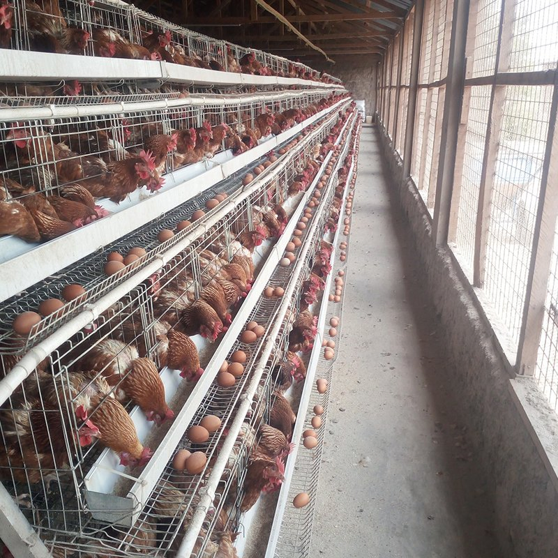 Gaiola de Bateria para Galinhas Poedeiras Equipamento de Criação de Aves