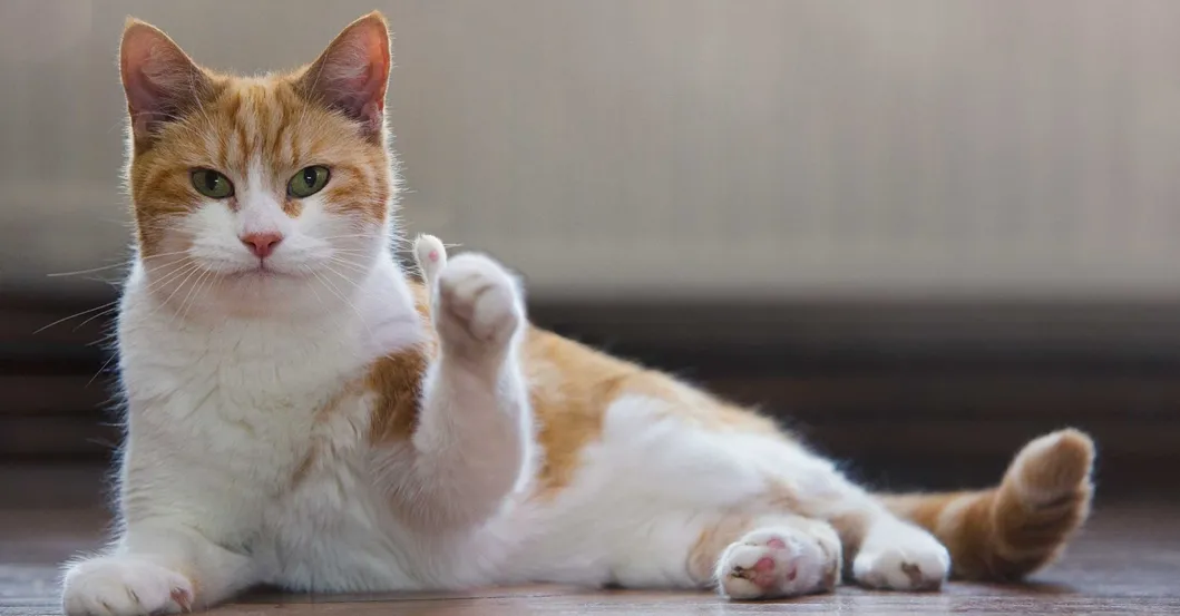 Areia para Gato