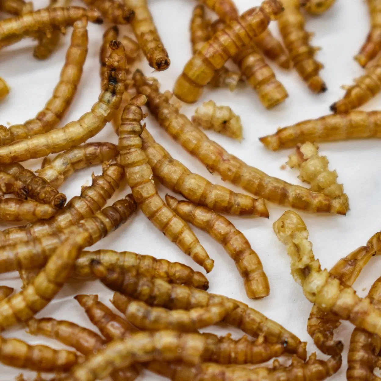 Alimento Premium Dired Yellow Mealworms em Bulk, Rico em Proteínas para Frango, Pássaro, Tartaruga e Peixe Dourado