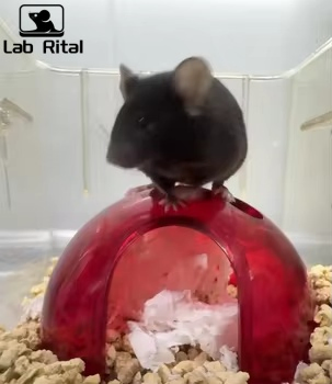 Brinquedos de Enriquecimento para Animais de Laboratório para Ratos e Camundongos