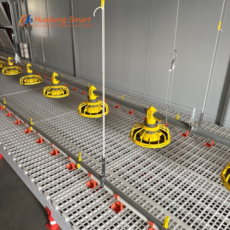 Alimentação Automática Premium Fornecendo Nutrição Consistente para Linhas de Aves de Criação em Crescimento Diariamente
