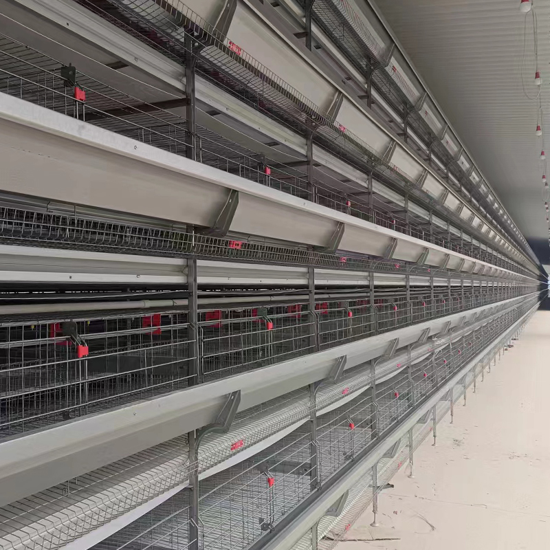 Equipamento de Automação de Fazenda de Aves Barato para Frangos e Patos
