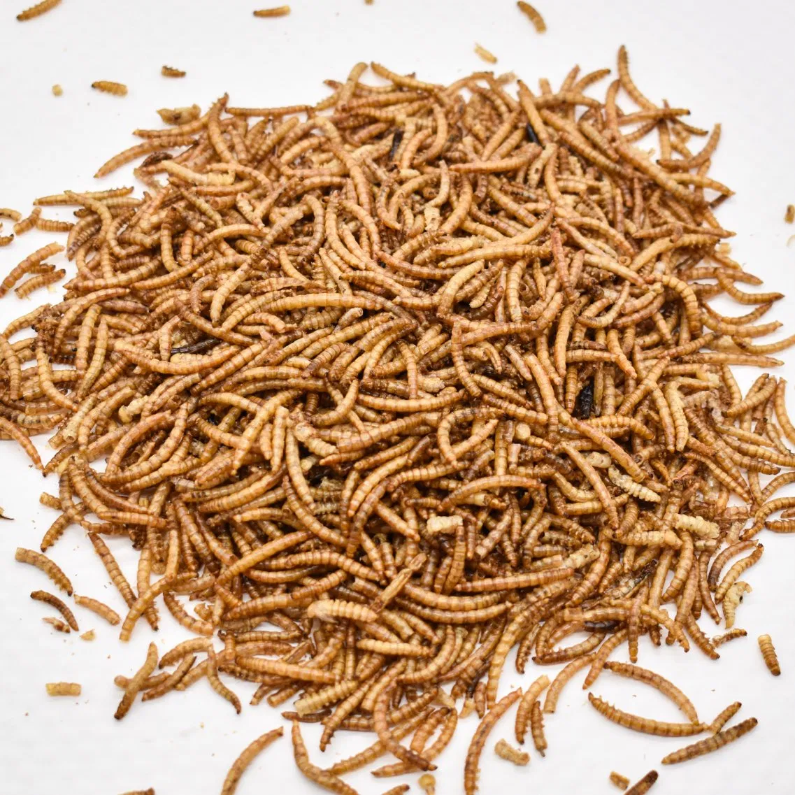 Alimento Premium Dired Yellow Mealworms em Bulk, Rico em Proteínas para Frango, Pássaro, Tartaruga e Peixe Dourado