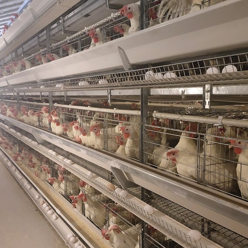 Fabricantes chineses atacado gaiola de frango em bateria de camada de escada galvanizada a quente para criação em fazenda