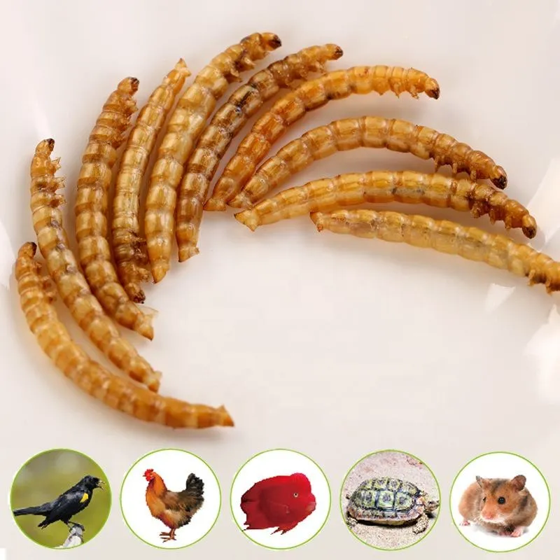 Mealworm seco