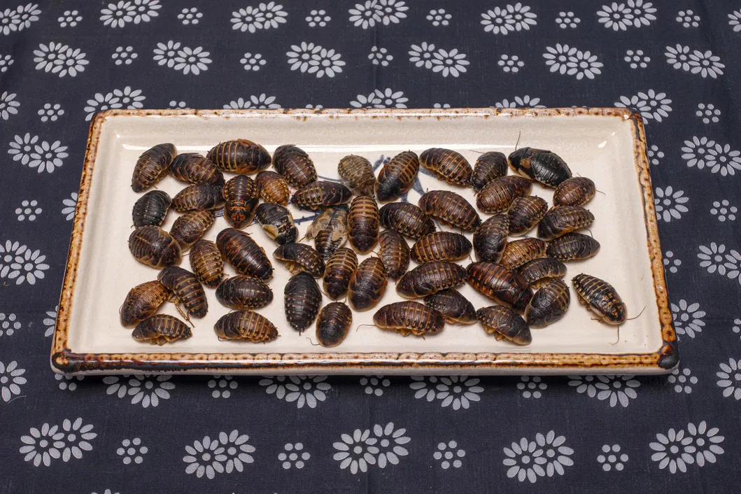 Peixe Arowana Alimentação