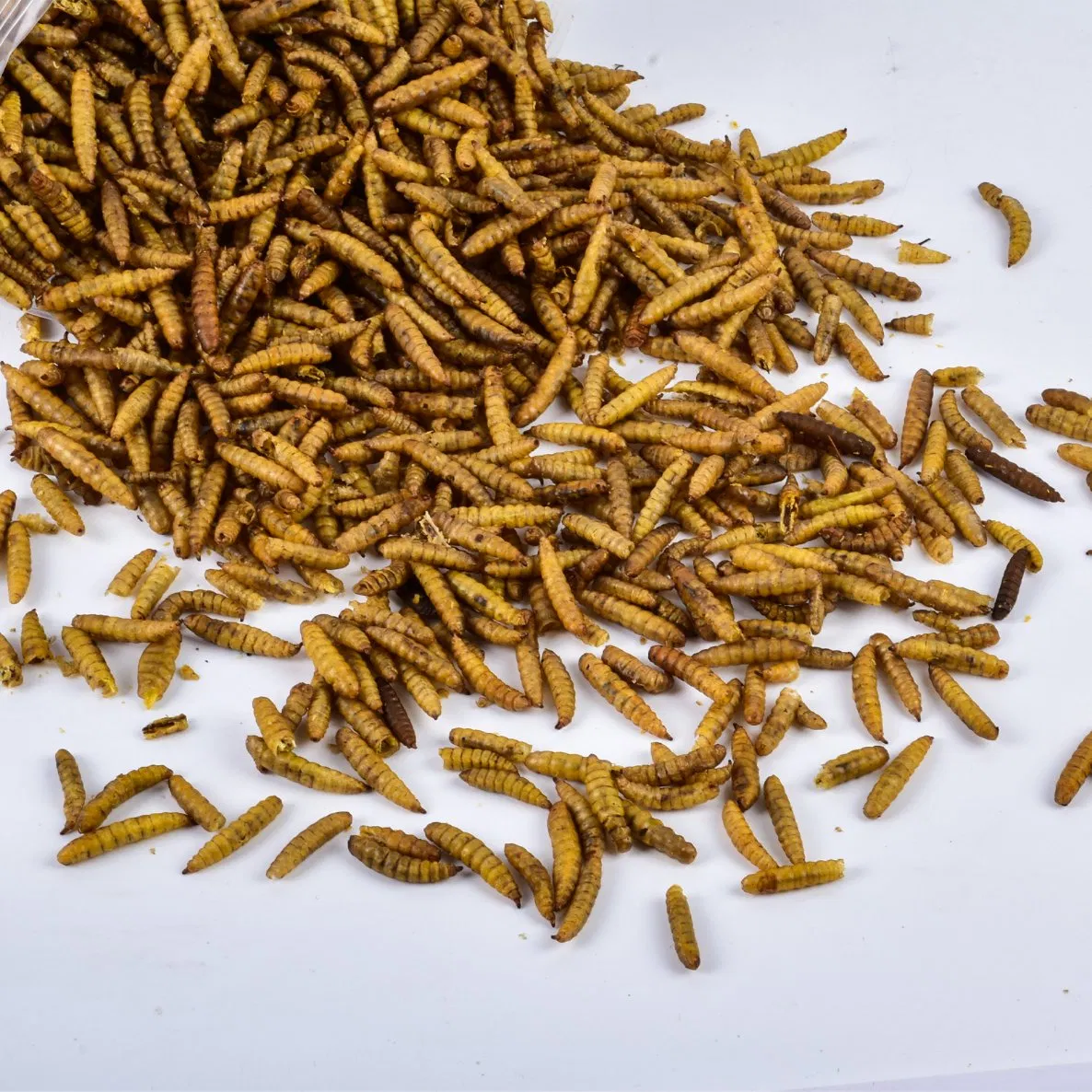 Venda de Ração Premium à Base de Insetos com Larvas de Mosca Soldado Negras Secas em Atacado