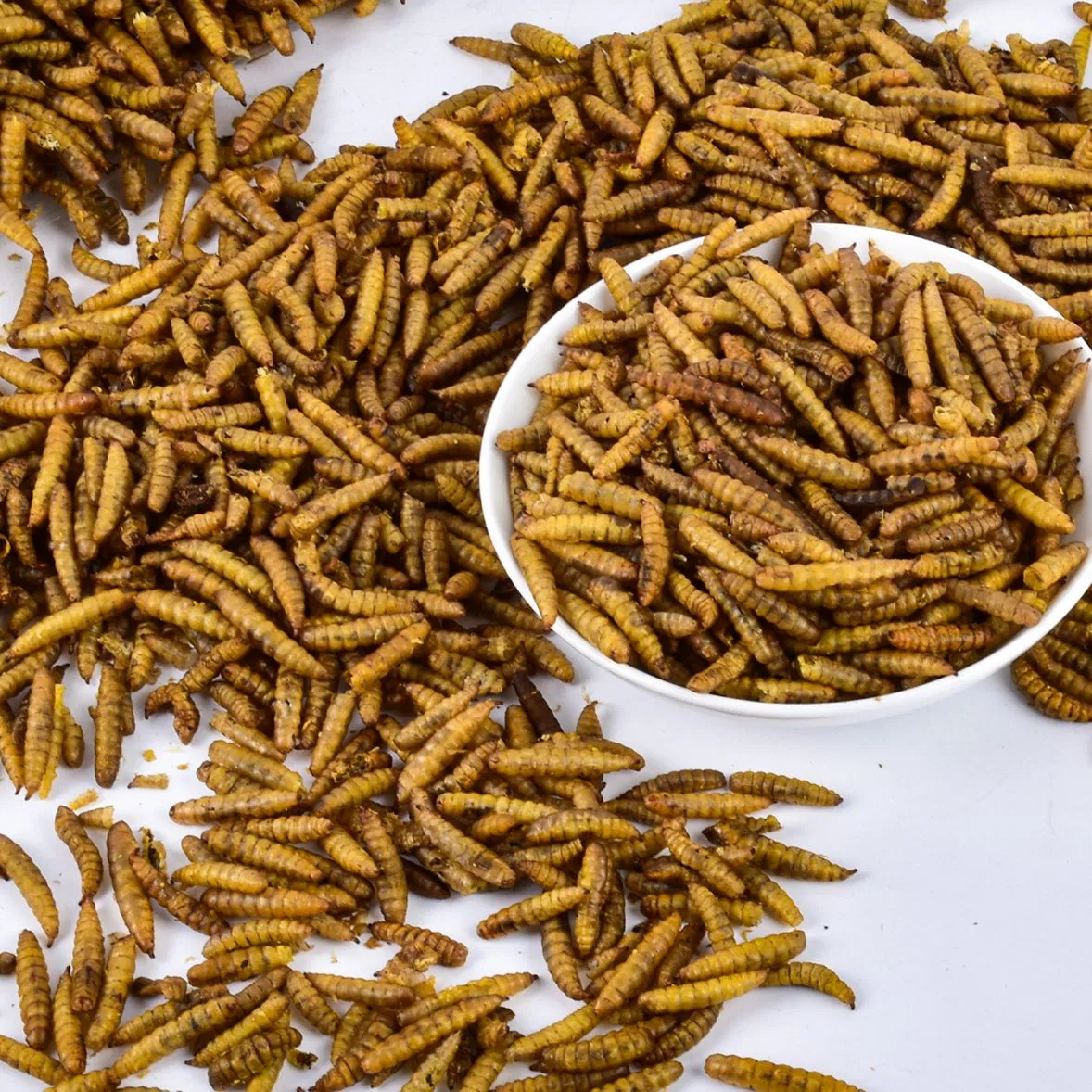Venda de Ração Premium à Base de Insetos com Larvas de Mosca Soldado Negras Secas em Atacado