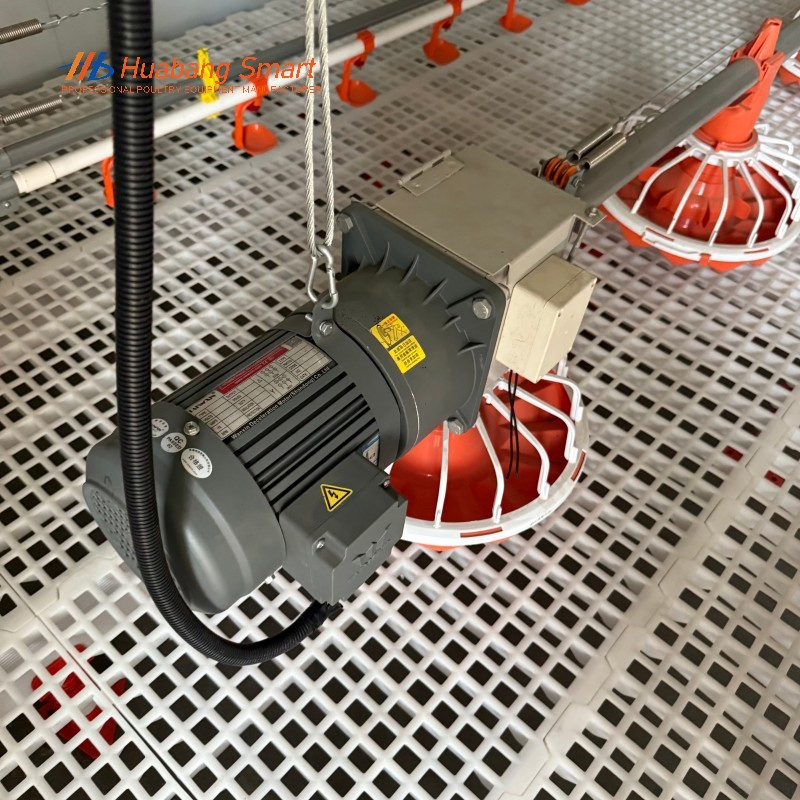 Alimentação Automática Premium Fornecendo Nutrição Consistente para Linhas de Aves de Criação em Crescimento Diariamente
