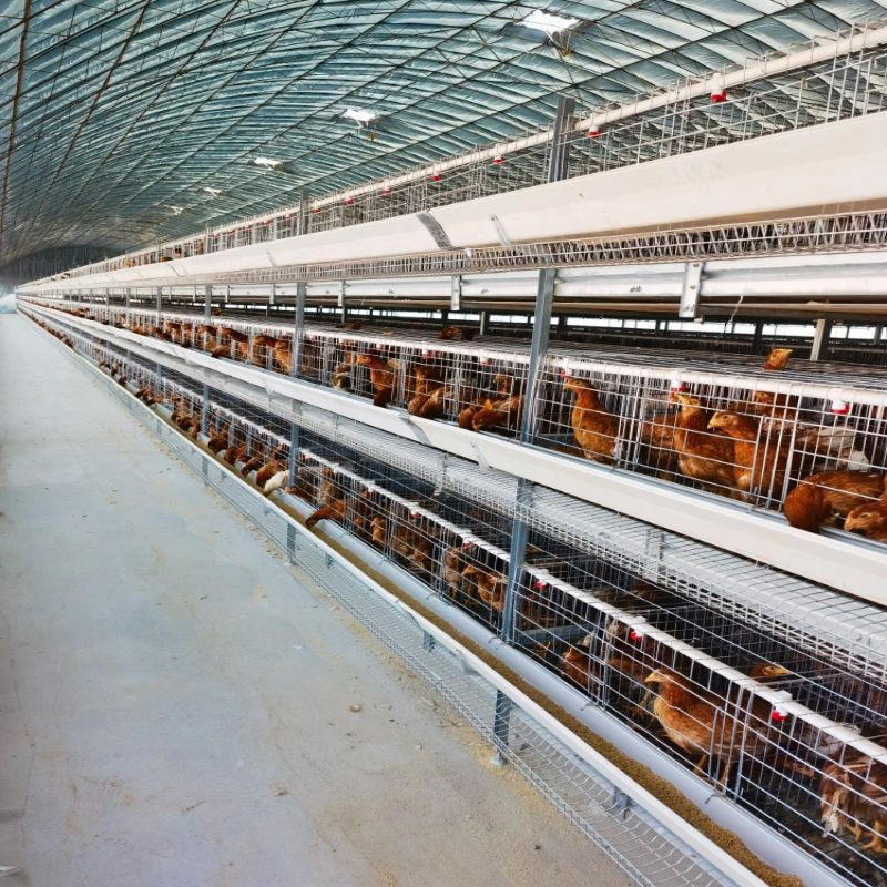 Fabricantes chineses atacado gaiola de frango em bateria de camada de escada galvanizada a quente para criação em fazenda