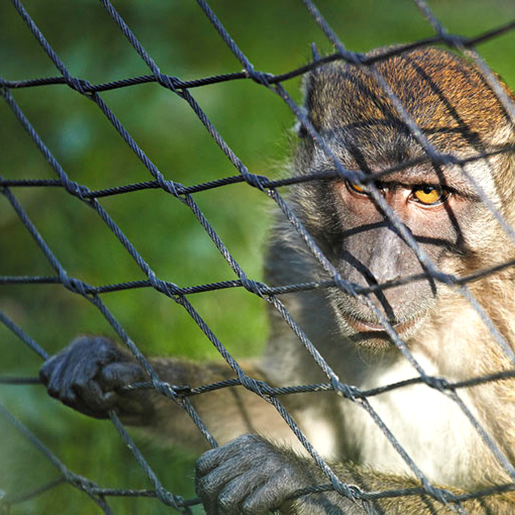 Malha de Arame de Aço Inoxidável para Zoo Malha Protetora Aviário Externo