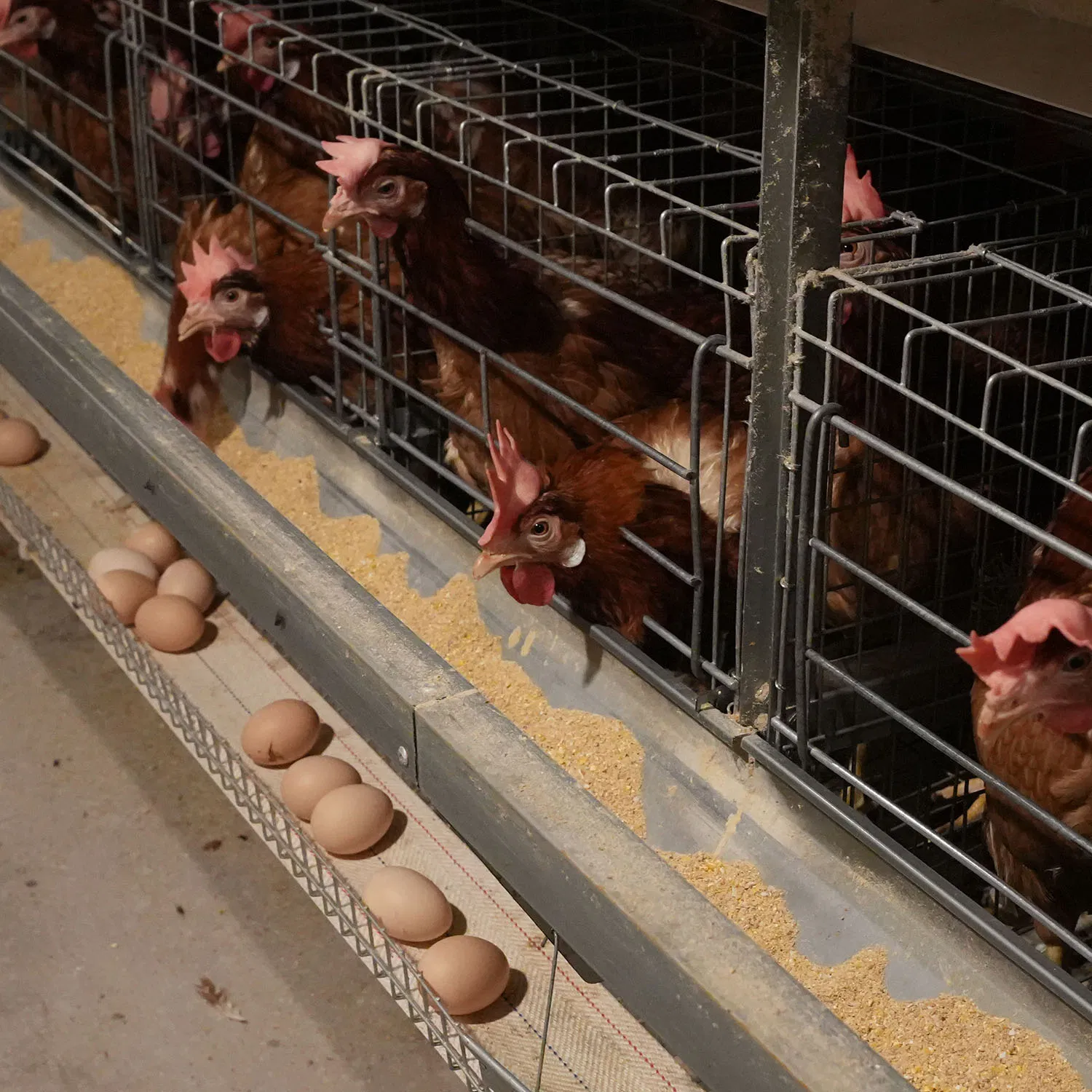 Equipamento de Pecuária OEM Máquinas de Agricultura Avícola Gaiola para Postura de Ovos para Frangos