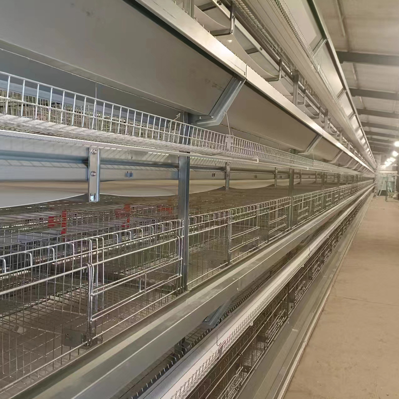 Equipamento de Automação de Fazenda de Aves Barato para Frangos e Patos