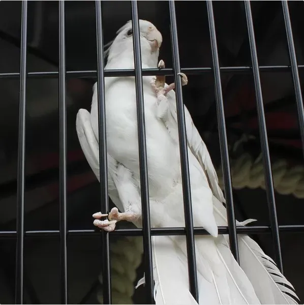 gaiolas de aves