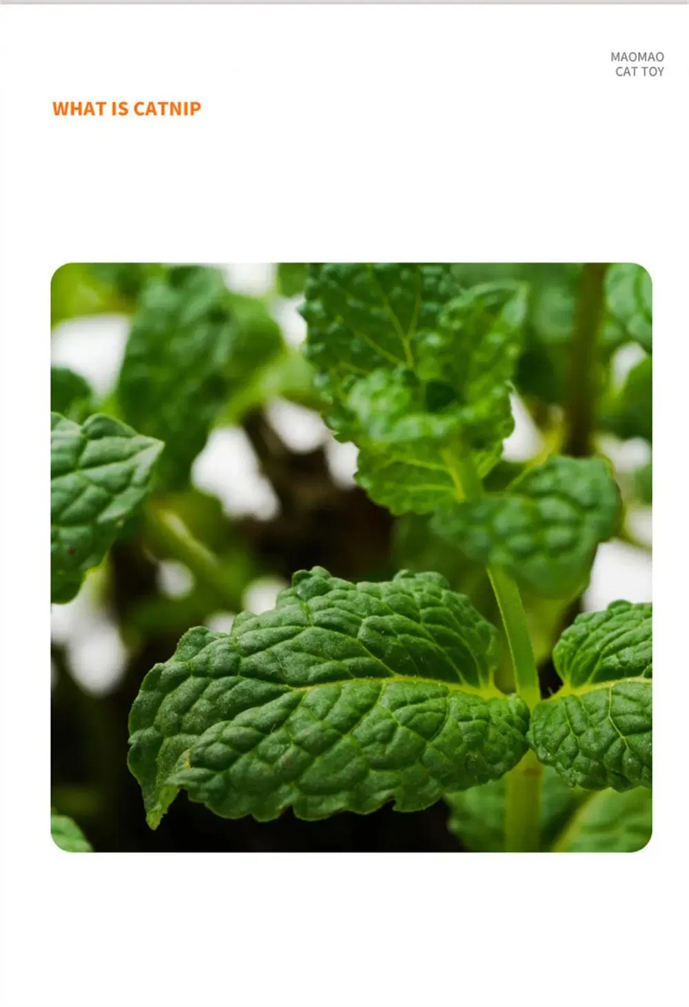 Catnip de Alta Qualidade
