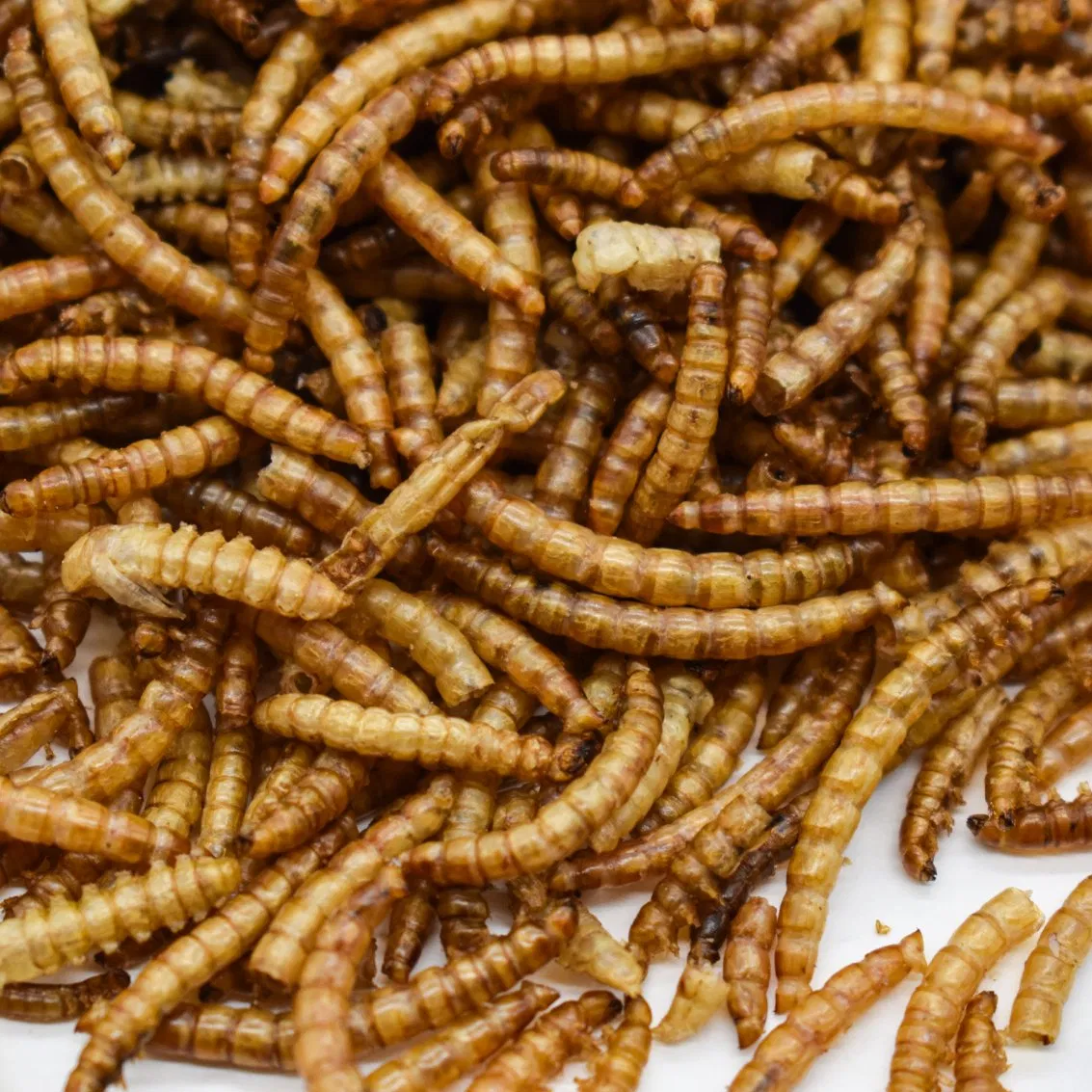 Alimento Premium Dired Yellow Mealworms em Bulk, Rico em Proteínas para Frango, Pássaro, Tartaruga e Peixe Dourado