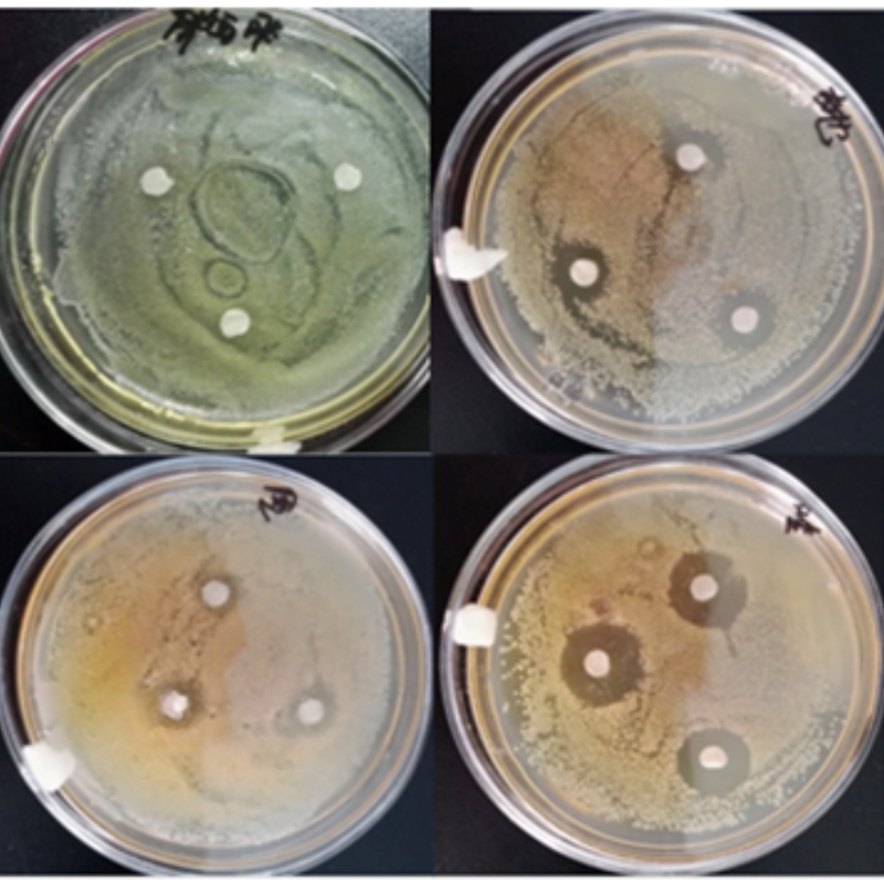 Elevar o Crescimento, Apoiar o Equilíbrio Imunológico, Alimento de Clostridium Butyricum, Nutrição Probiótica Infundida