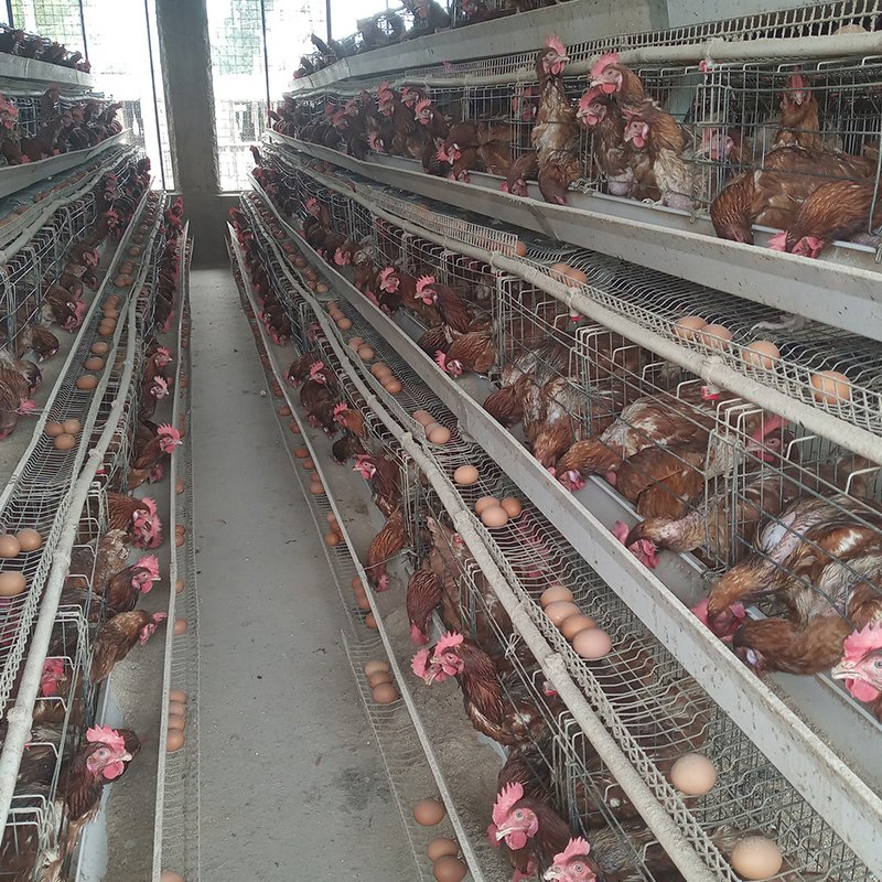 Gaiola de Bateria para Galinhas Poedeiras Equipamento de Criação de Aves