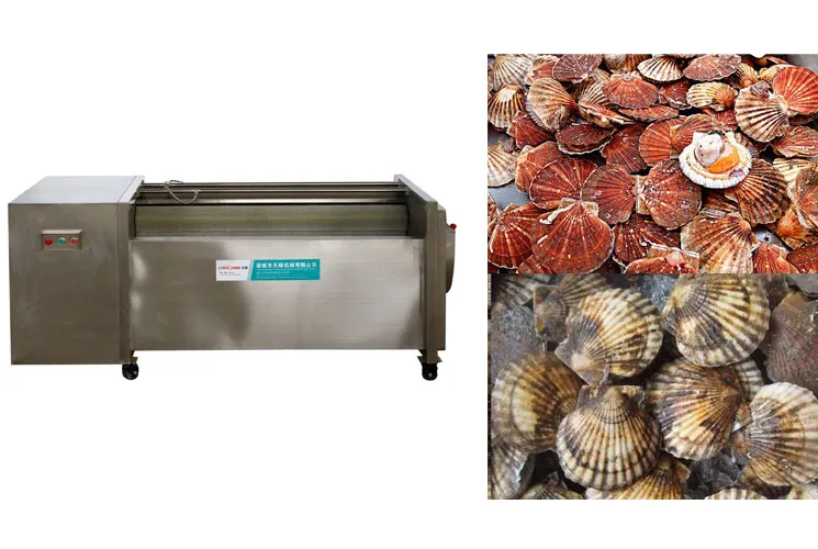 Brush Roller Oysters Scallops Cleaning Machinery Scallop Washing Machine Cleaner