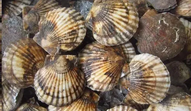 Brush Roller Oysters Scallops Cleaning Machinery Scallop Washing Machine Cleaner